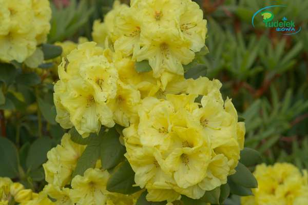 Rhododendron Finesse